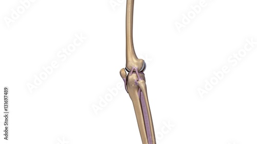 Skeleton Knee Joint with ligaments