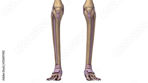 Skeleton legs with ligaments