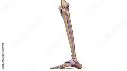 Tablou pe pânză Skeleton legs with ligaments side