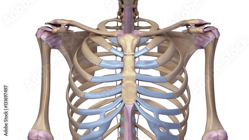 Ribcage with ligaments
