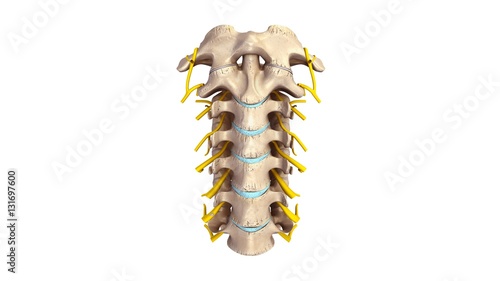 Cervical spine with Nerves anterior view