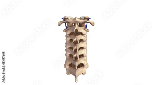 Cervical spine with Veins posterior view