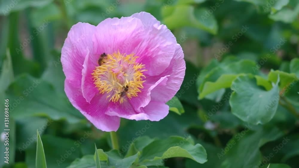 Peony portrait flower and bee close-up. Nature composition. Peony portrait flower and bee close-up. Nature composition.