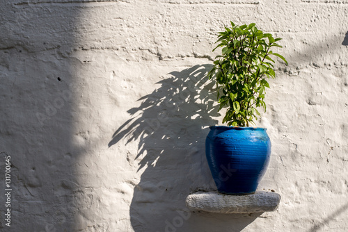 Wallpaper Mural Little plant in blue pot Torontodigital.ca