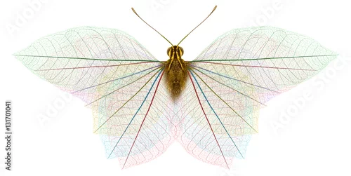 Obraz  papillon squelette de feuilles mortes, fond blanc 