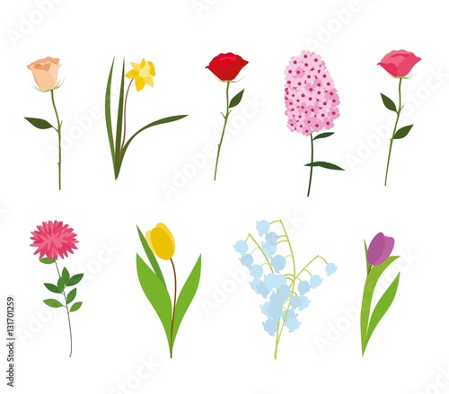 Set of flowers vector isolated photo