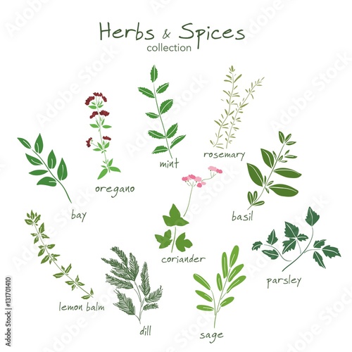 Herbs and spices hand drawn set