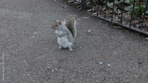 Squirrel standing still on the sidewalk. 