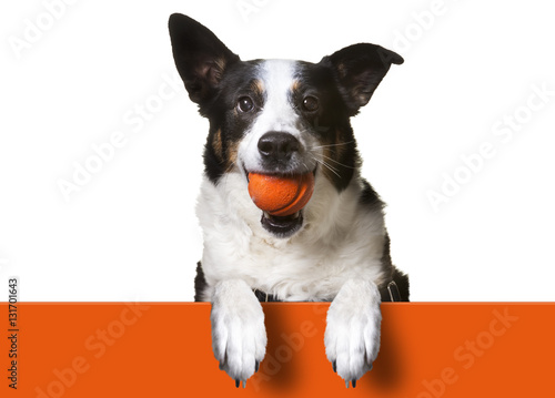 Dog with paws over orange sign, holding orange banner. Border Collie/ Terrier Mix
