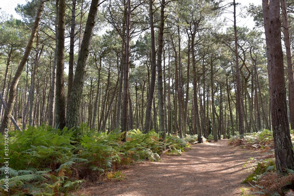 Fototapeta premium Scenery on Brownsea Island in Poole Harbour, Dorset