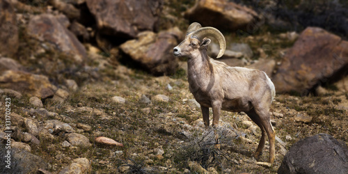 Big Horn Sheep. Single Ram. © neillockhart