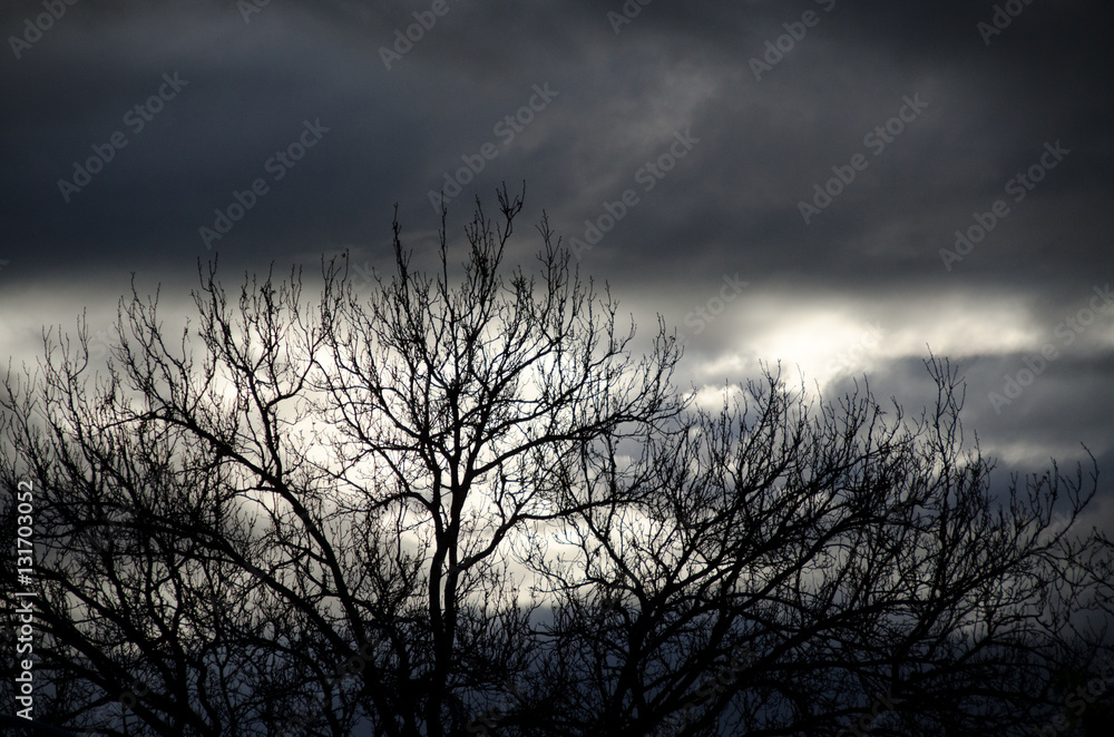Dark storm rolling  in across field with spindly trees