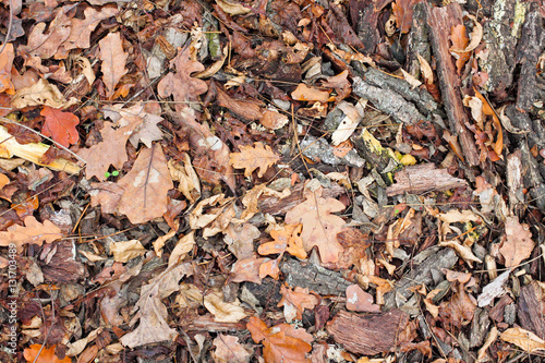 Autumn dry brown oak leaves and bark on the ground. Texture. View from above