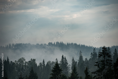 Mountain forest covered by fog