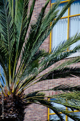 Brick walls and palm tree branches in Gaslamp Quarter - 1