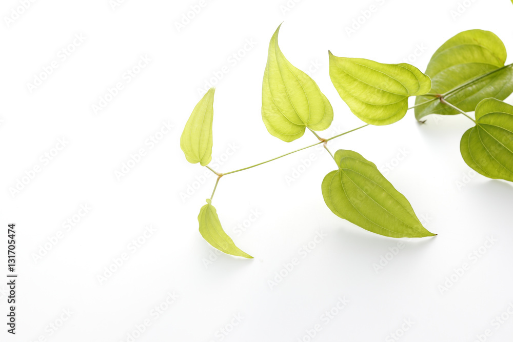 Obraz premium 利休草