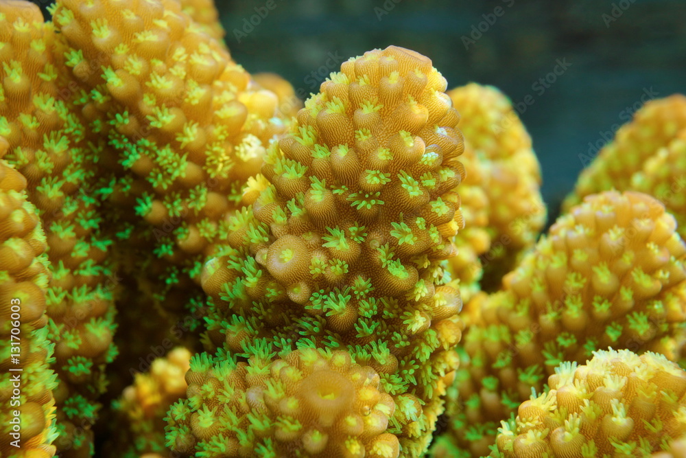 Fototapeta premium Makro koralowca palca, Acropora humilis, z otwartymi polipami, Ocean Spokojny, Polinezja Francuska