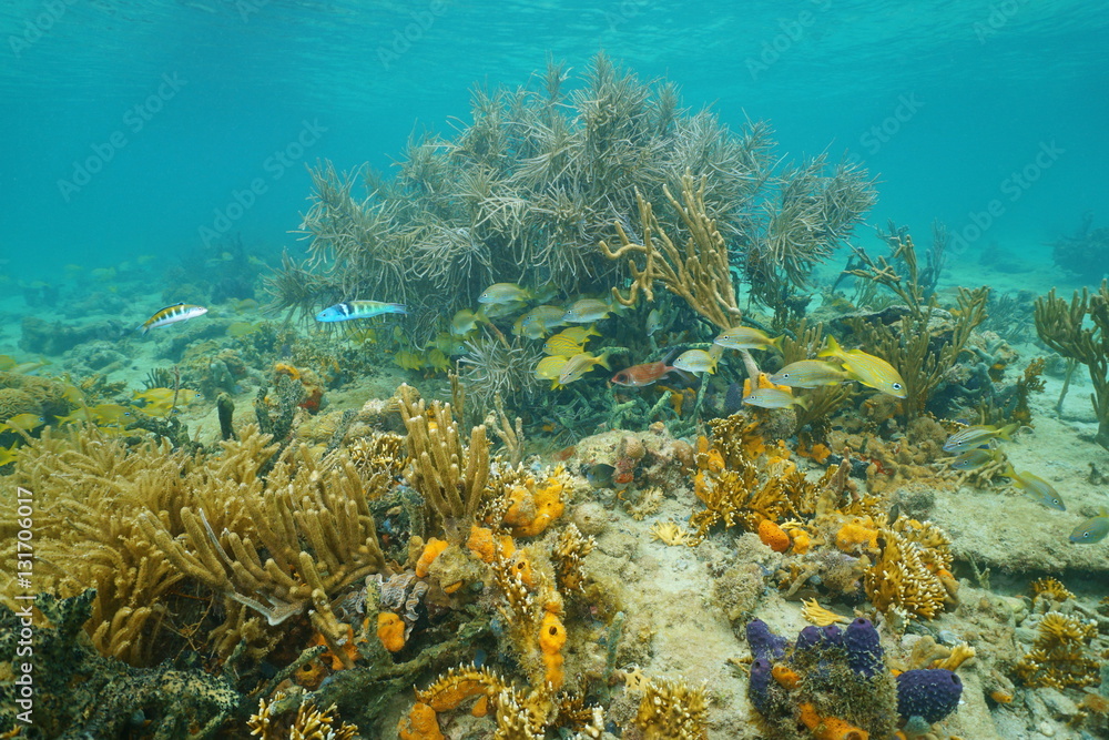 Obraz premium Marine life underwater Caribbean sea with soft corals and tropical fish, Central America, Panama 