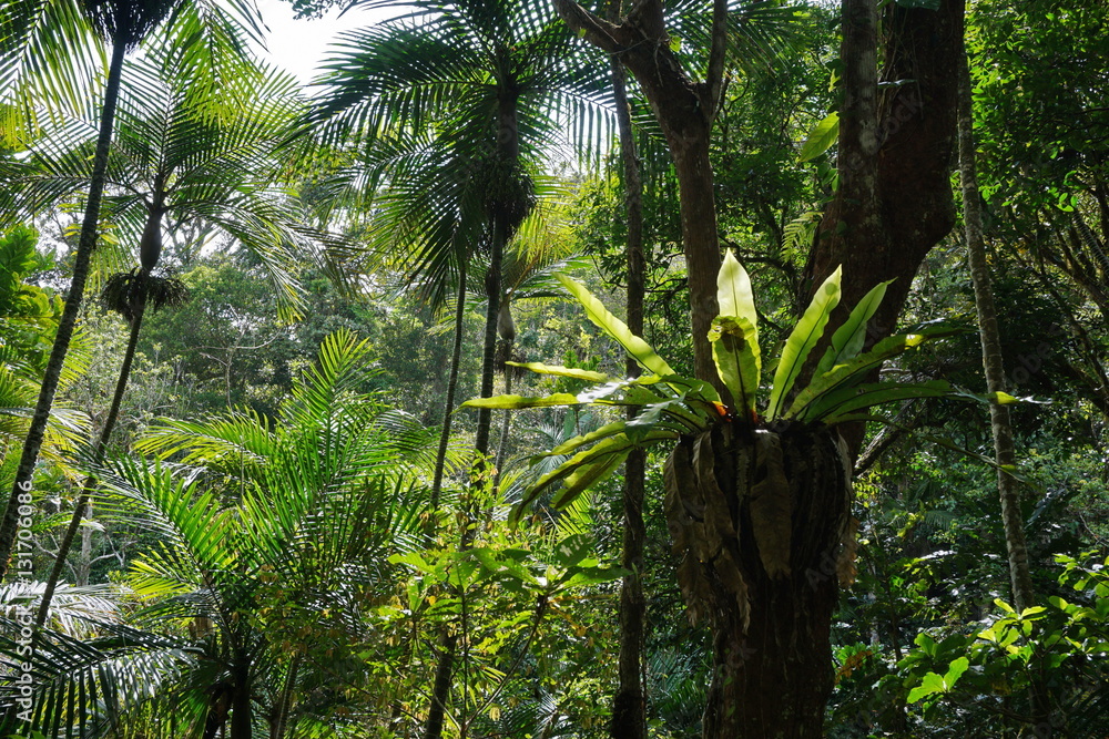 Obraz premium Subtropical vegetation in a forest of New Caledonia, Grande Terre island, south Pacific 