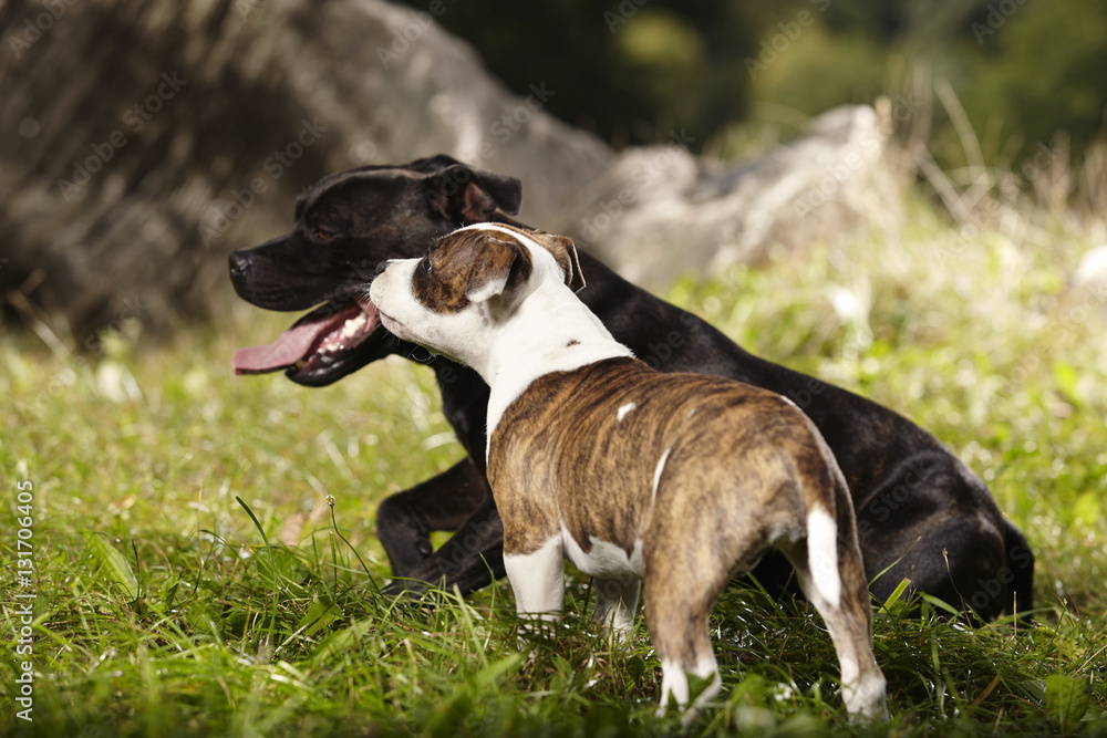 Nice couple of Staffordshire bull terrier dog with little friend