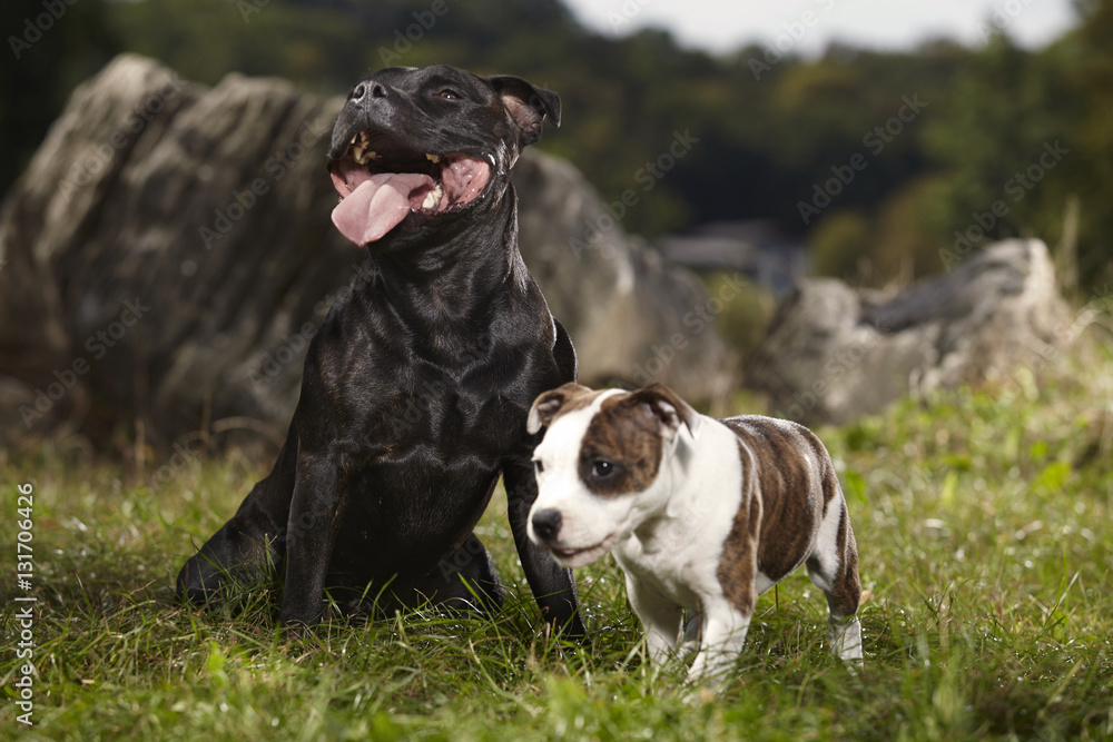 Adult Staffordshire bull terrier dog with little friend