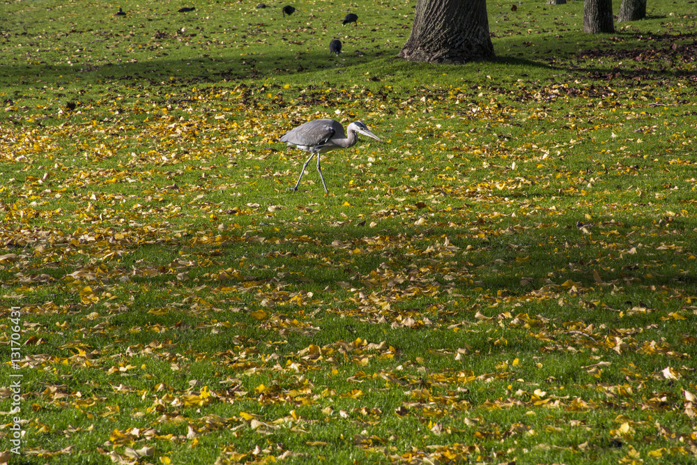 Grey crane on the green grass with yellow leaves Grey crane on the green grass with yellow leaves