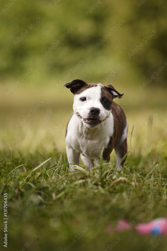 Running young Staffordshire bull terrier dog in park