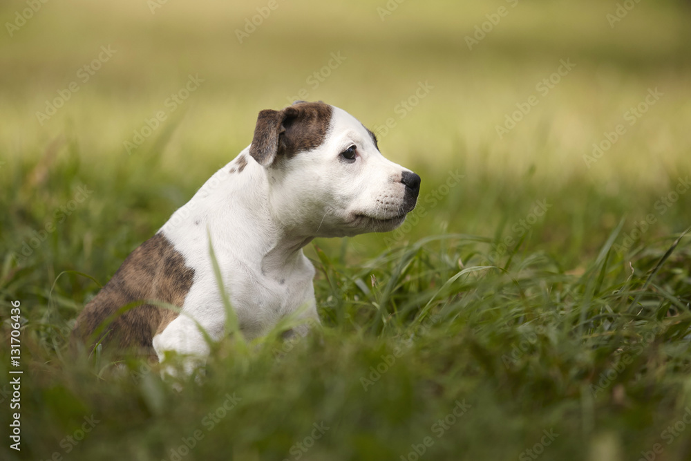 Funny baby Staffordshire bull terrier dog in park