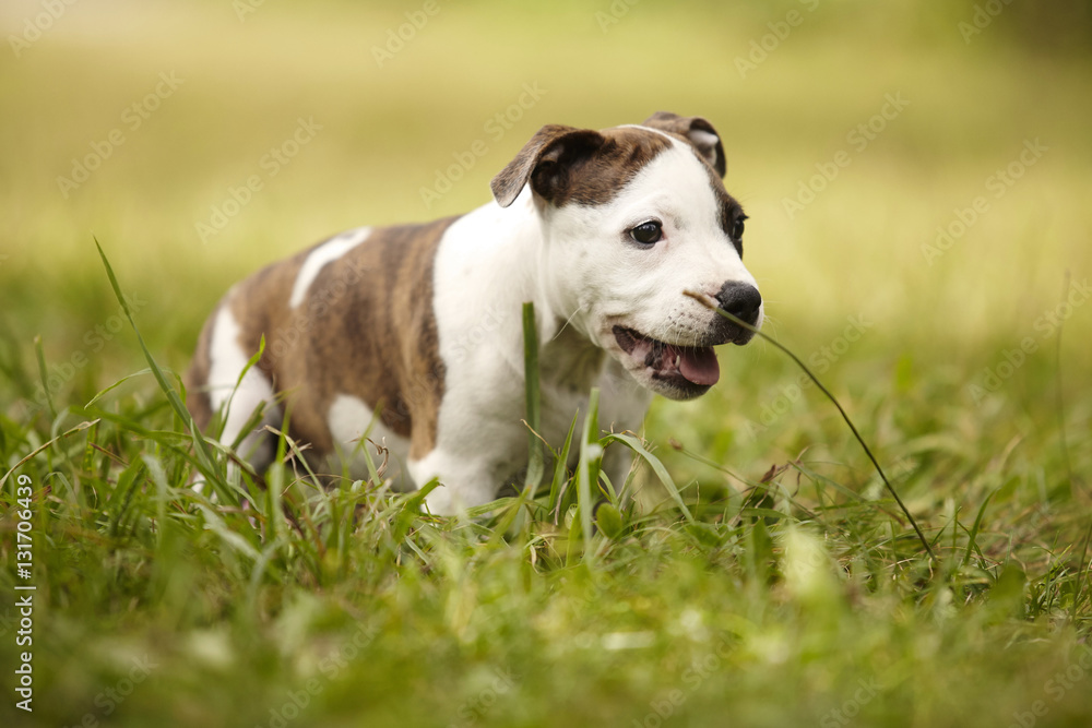 Running baby Staffordshire bull terrier dog in park