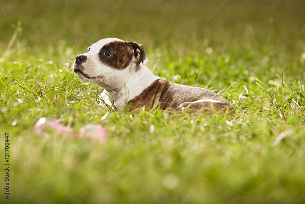 Baby Staffordshire bull terrier dog in park