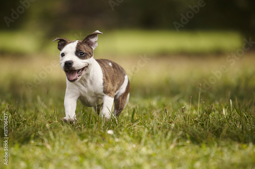 Puppy of Staffordshire bull terrier dog in park