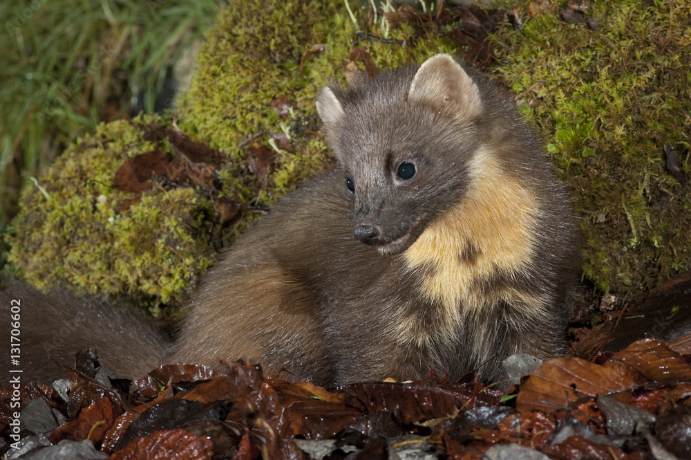 Naklejka premium Pine Marten