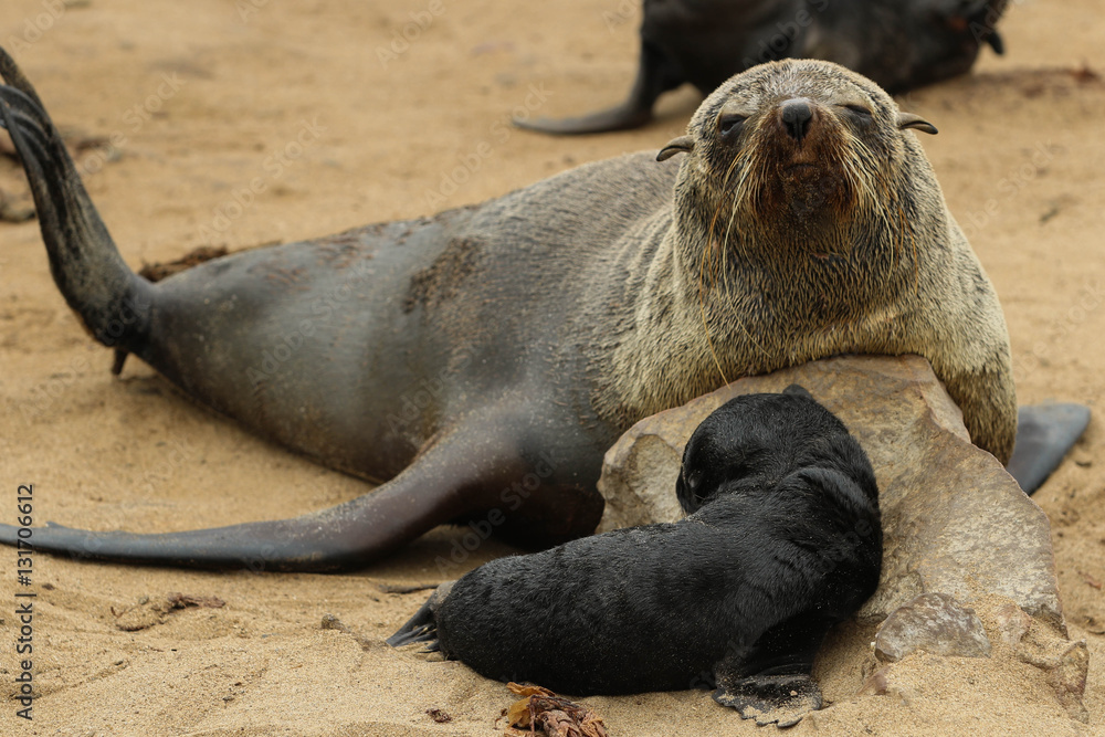 Fototapeta premium Robbenmutter mit Baby