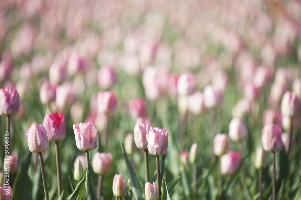 Pink tulips. Nature spring background