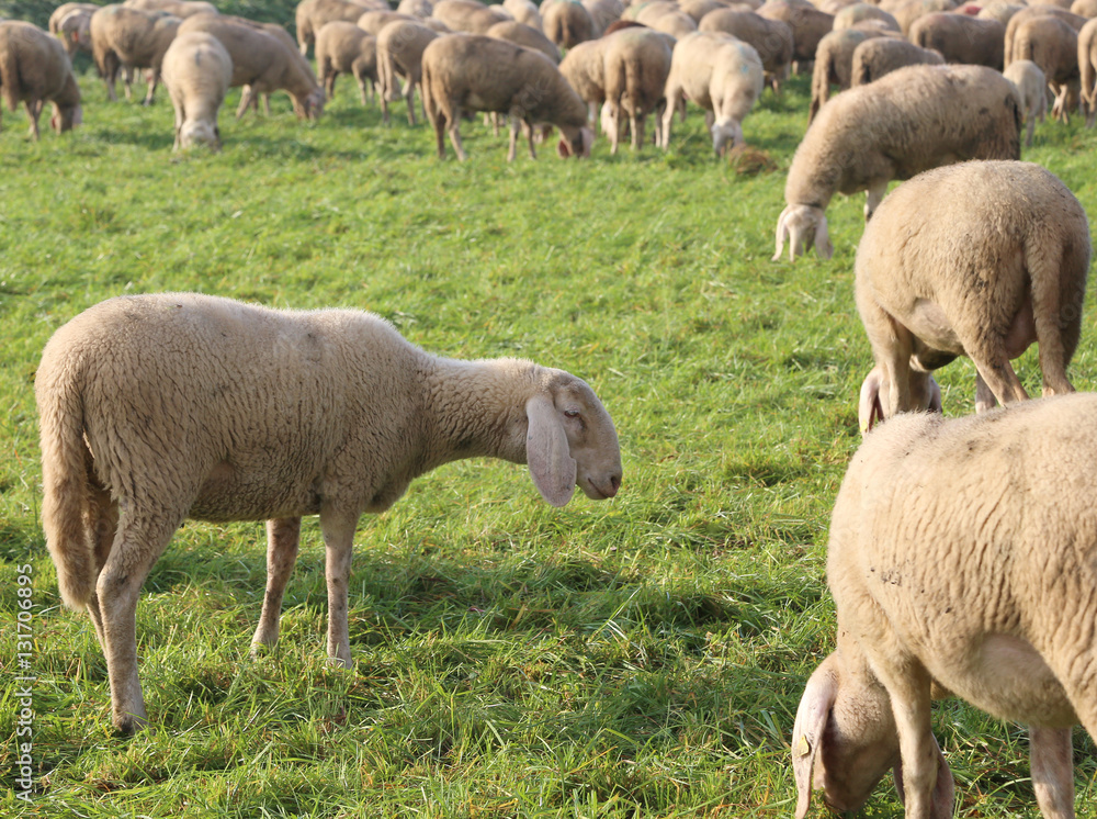 Flock with many sheep grazing in the meadow Flock with many sheep grazing in the meadow