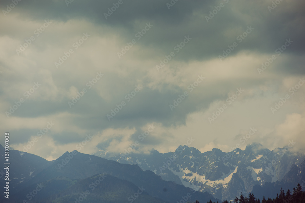 Mountain forest covered by fog