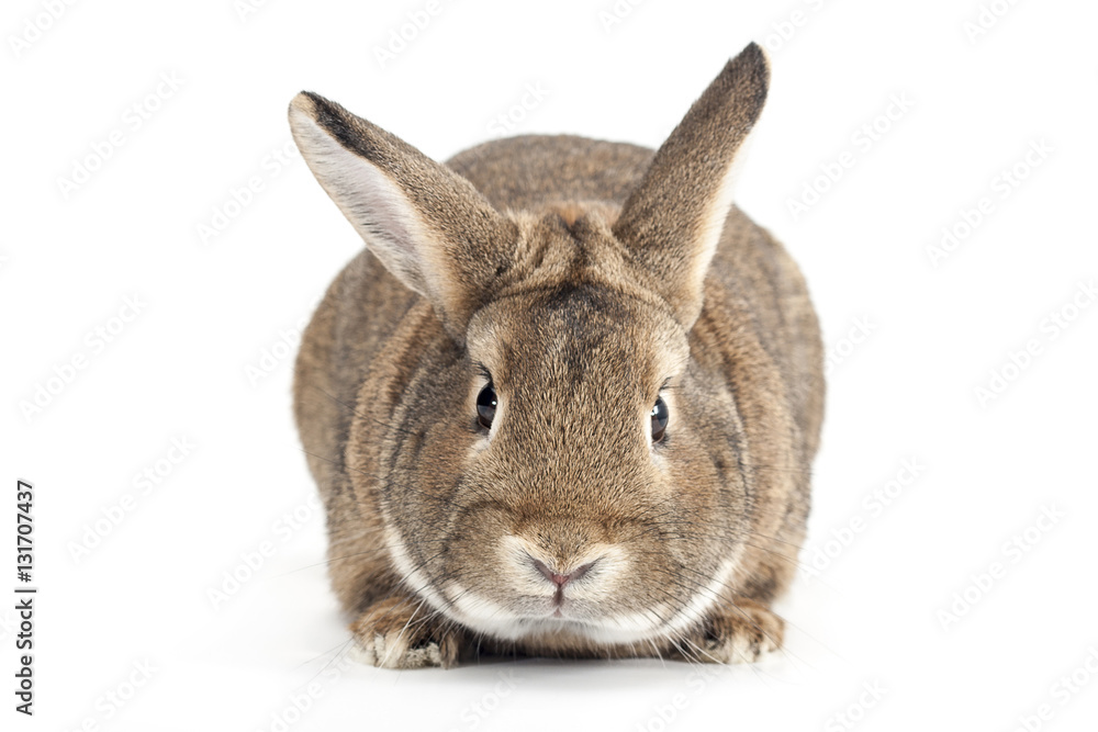 Fototapeta premium Isolated Image of a brown rabbit