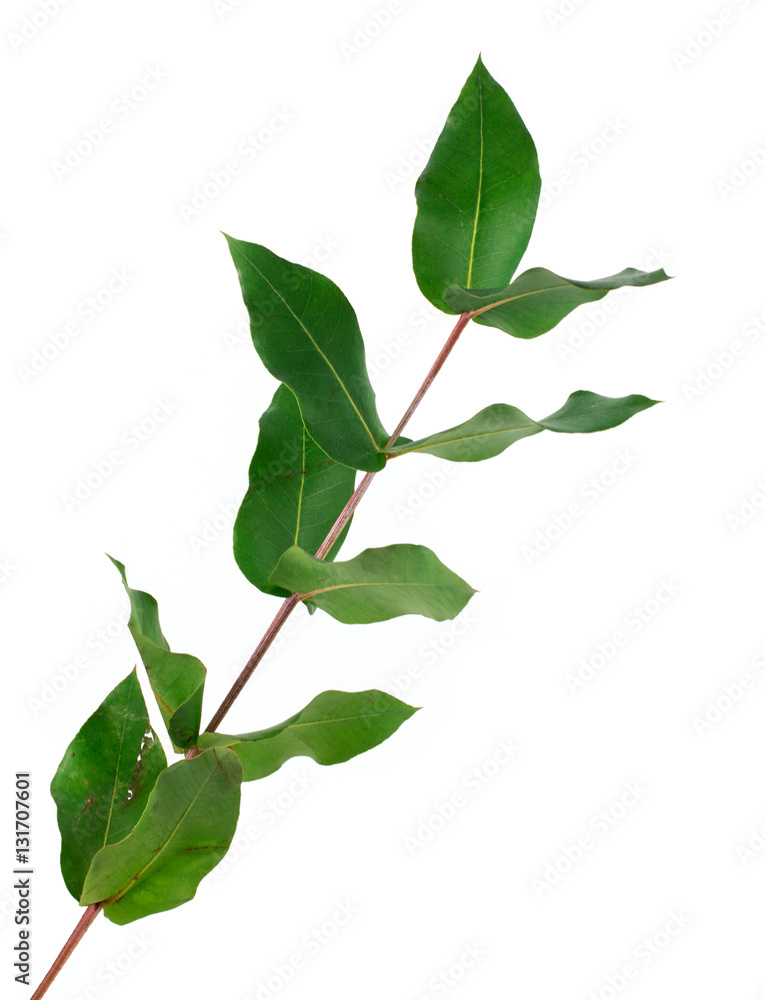 branch with leaves on a white background branch with leaves on a white background