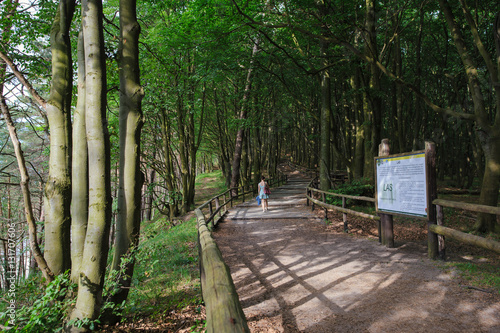 path in forest