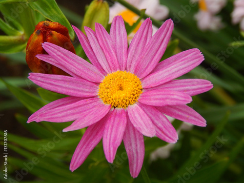purple daisy pyrethrum flower in garden