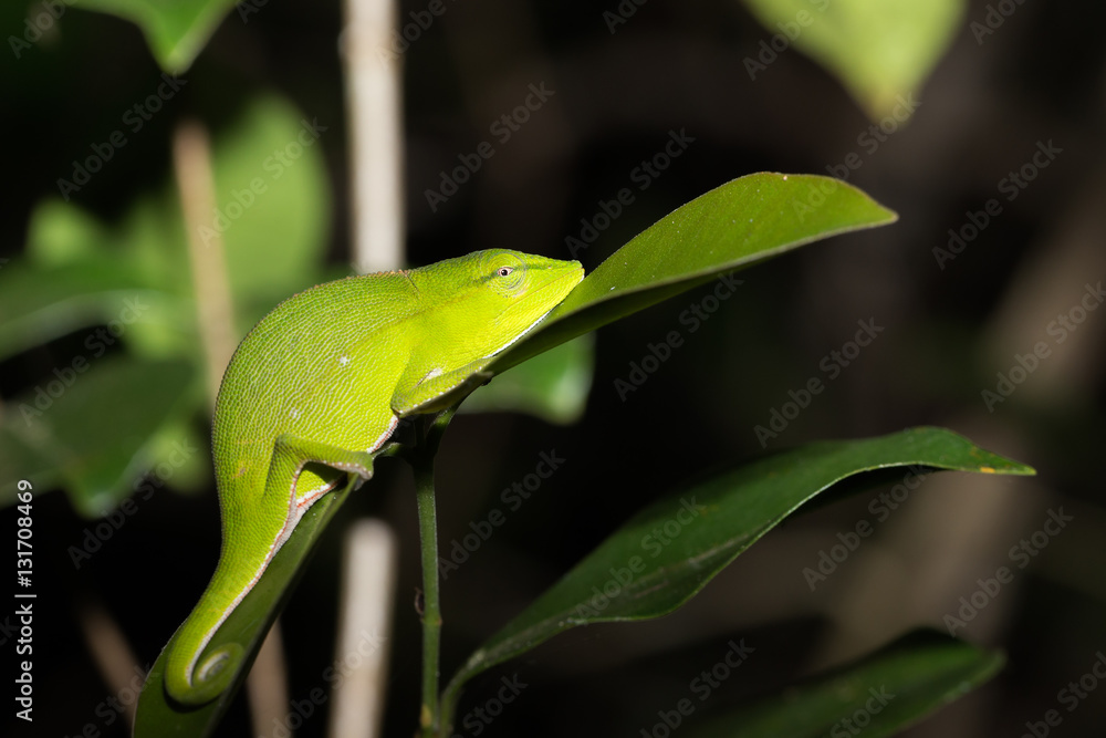 Perinet chameleon, (Calumma gastrotaenia) Madagascar Perinet chameleon, (Calumma gastrotaenia) Madagascar