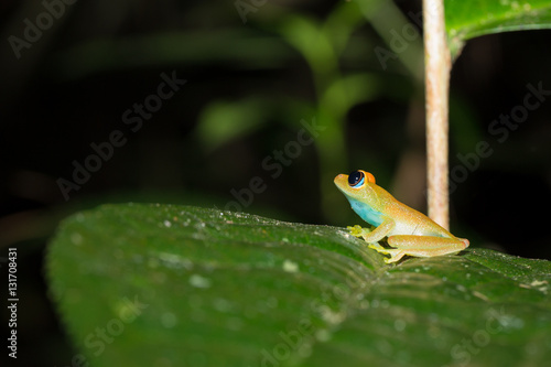 Green bright-eyed frog, Andasibe Madagascar