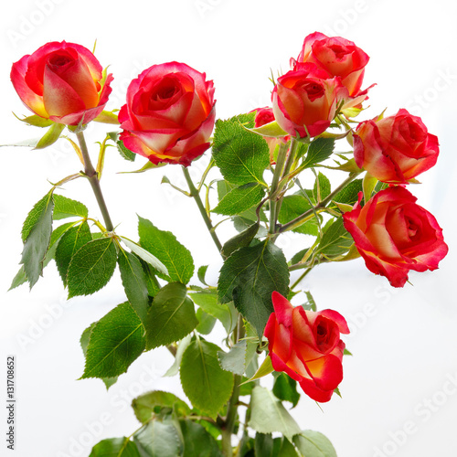 Red roses on a white background