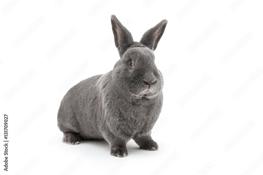 Isolated image of a big vienna blue rabbit Isolated image of a big vienna blue rabbit