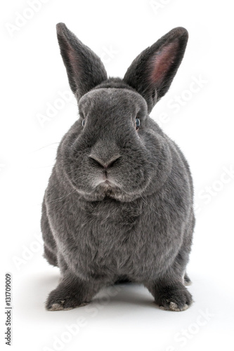 Isolated image of a big vienna blue rabbit