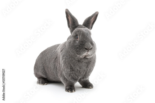 Isolated image of a big vienna blue rabbit