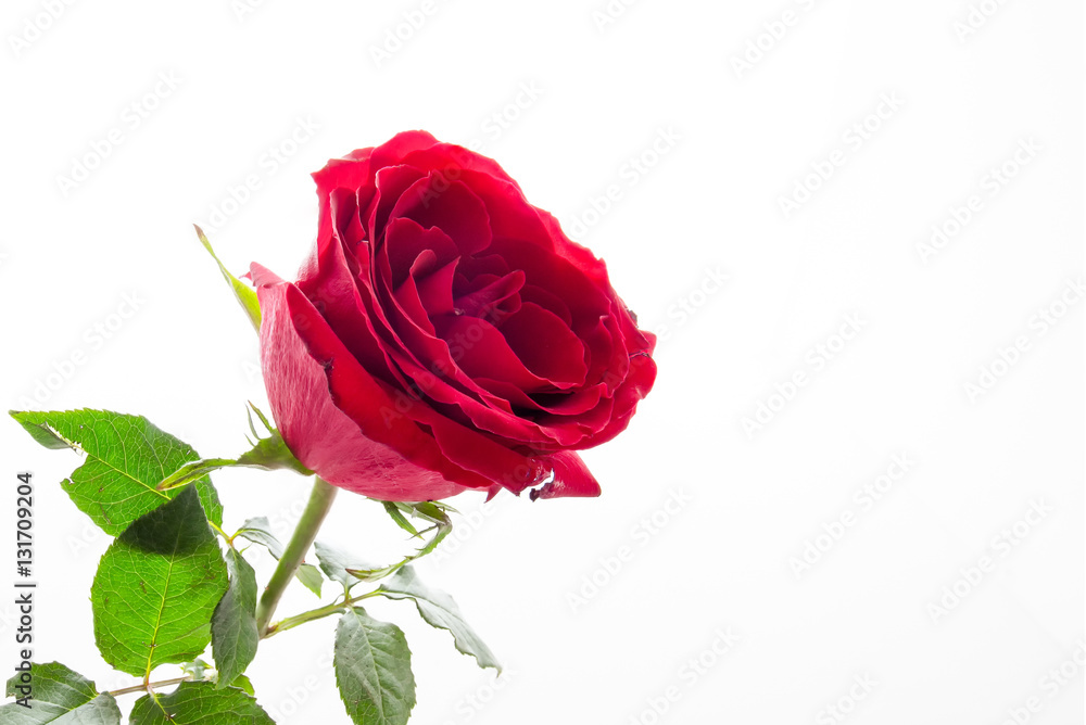 Red roses on a white background Red roses on a white background