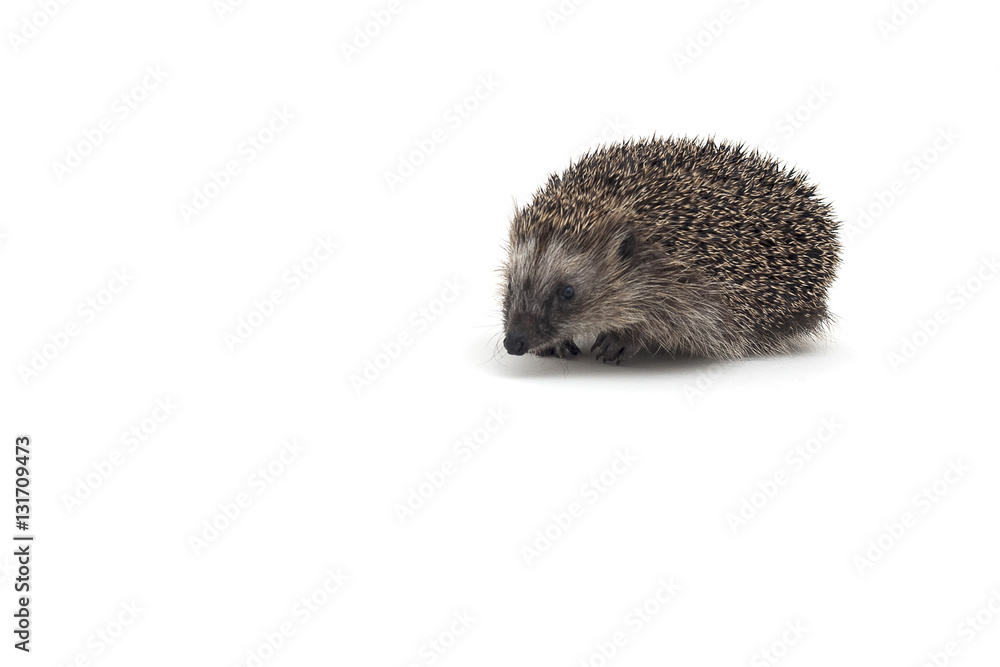Isolated image of a spiky hedgehog Isolated image of a spiky hedgehog