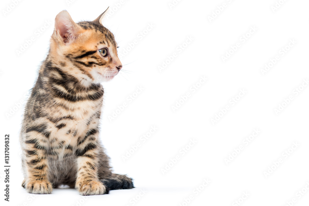 fluffy purebred Bengal kitten on white background and space on t