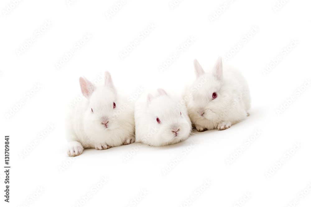 Isolated image of three cute polish baby rabbits